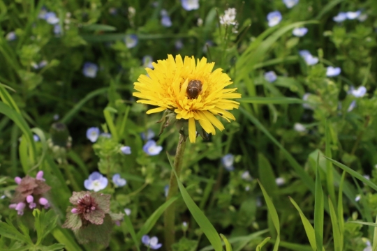 虚化背景户外自然绿色草坪黄色花朵植物