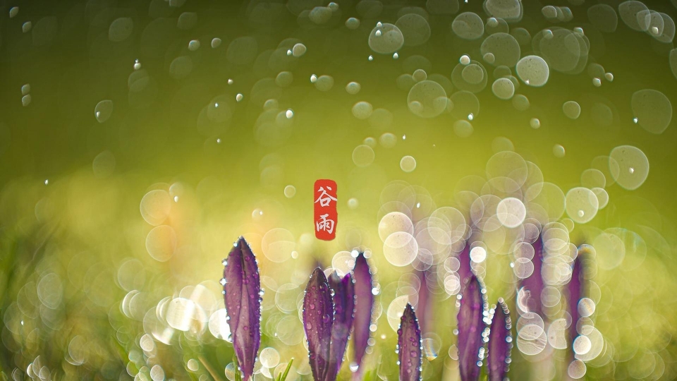 谷雨高清壁纸