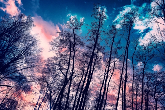 傍晚晚霞照耀天空树林仰拍