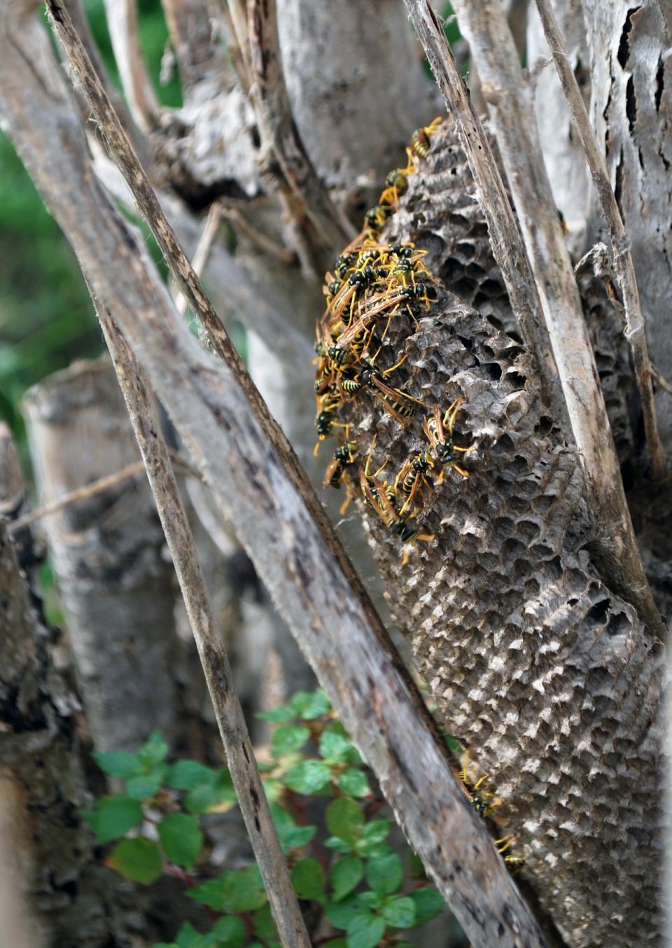 枯树上的蜜蜂巢穴近距离特写