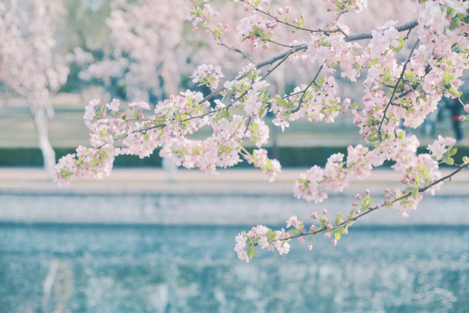 唯美花海写真图片