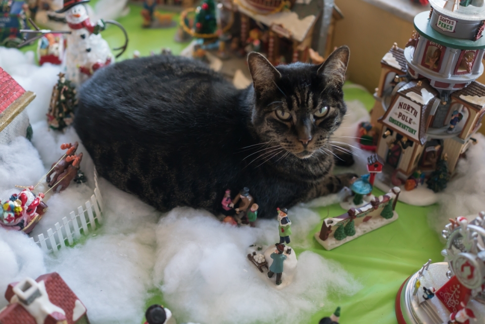 室内圣诞节玩具装饰间可爱宠物猫
