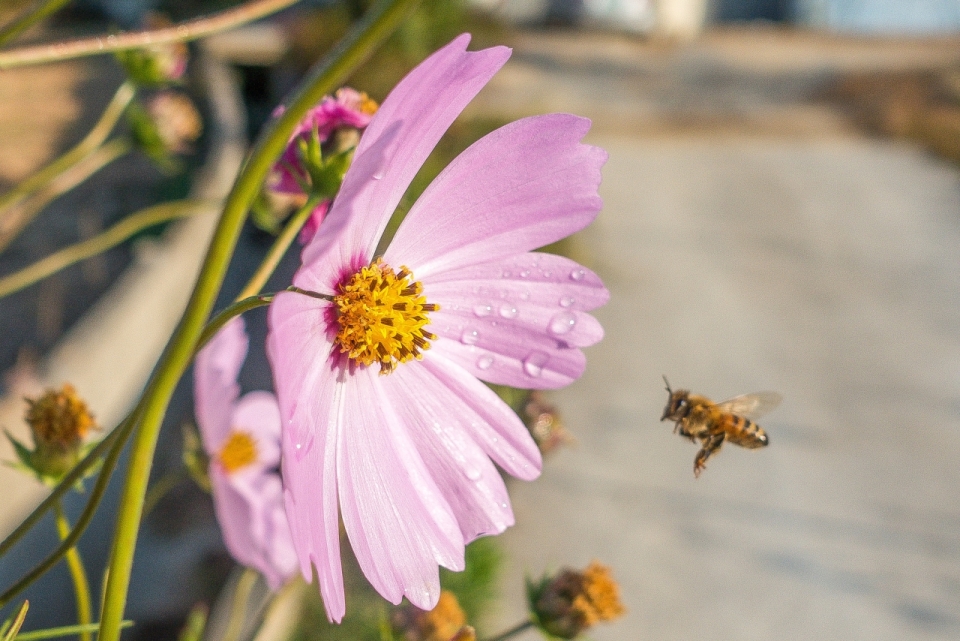 黄色小蜜蜂飞向紫色花朵采蜜