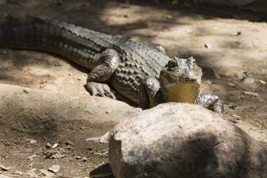 阳光自然户外野生巨大鳄鱼动物
