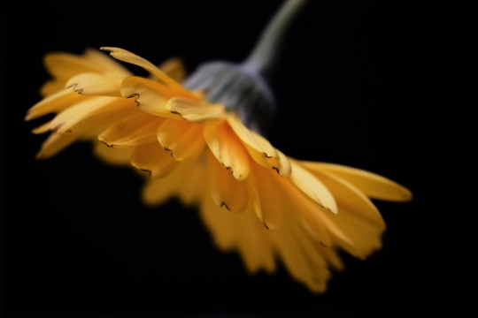 黑暗中金黄色花朵美丽特写
