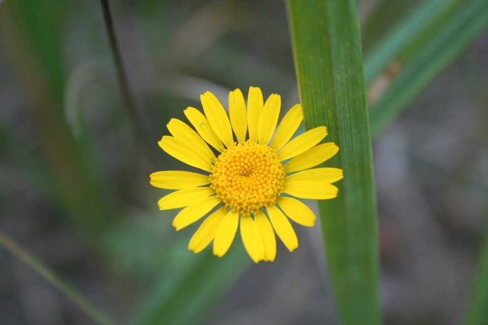 微距摄影_黄色花朵绿色叶子自然植物