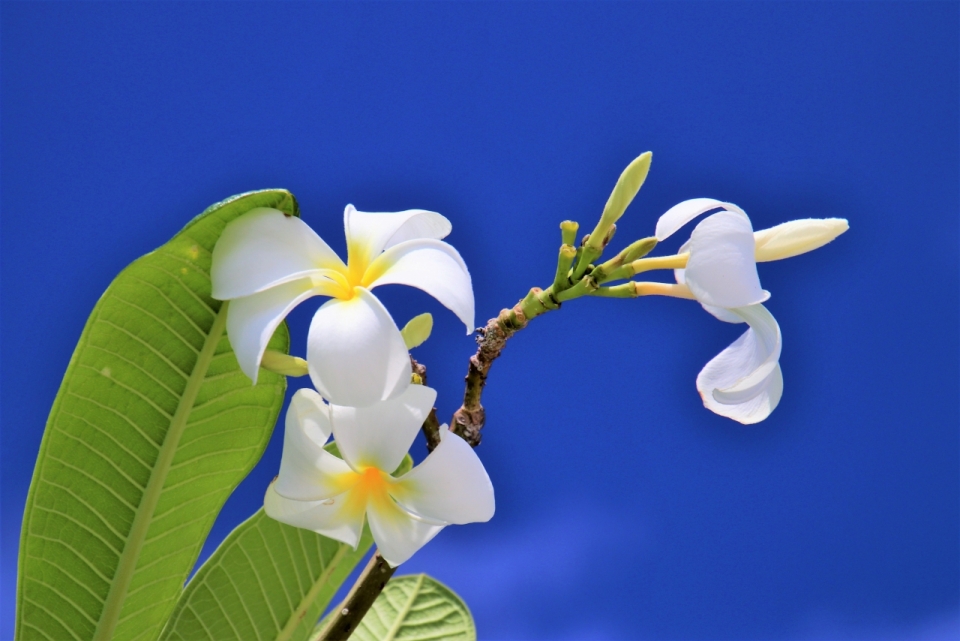 摄影入门教程_蓝色背景白色花朵绿色叶子植物