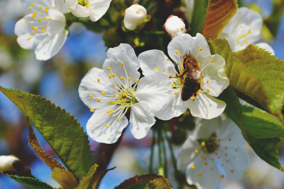 在白色花朵上采花蜜的小蜜蜂