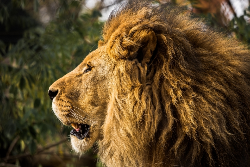 草原之王狮子颔首凝望远方