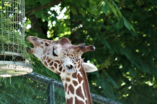 晴天动物园内食用自然绿色植物长颈鹿动物