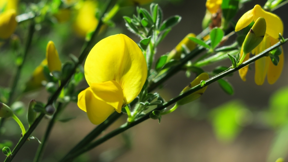 黄色金雀花风景高清桌面壁纸