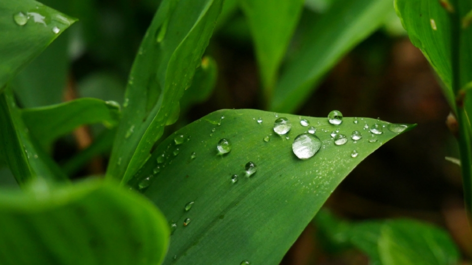 雨水节气大雨的绿叶无水印电脑桌面高清壁纸图片