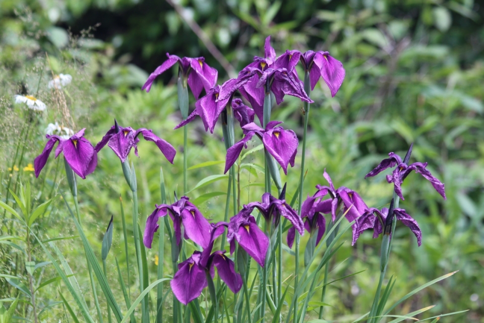户外自然绿色草坪紫色花朵植物