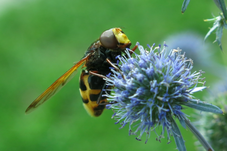 微距摄影_虚化背景户外植物授粉黄色蜜蜂