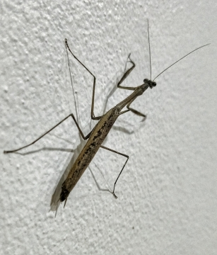 白色墙壁上正在爬行的螳螂