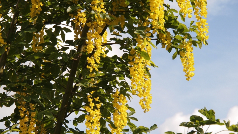 金莲花自然风光优美风景秀丽高清桌面壁纸