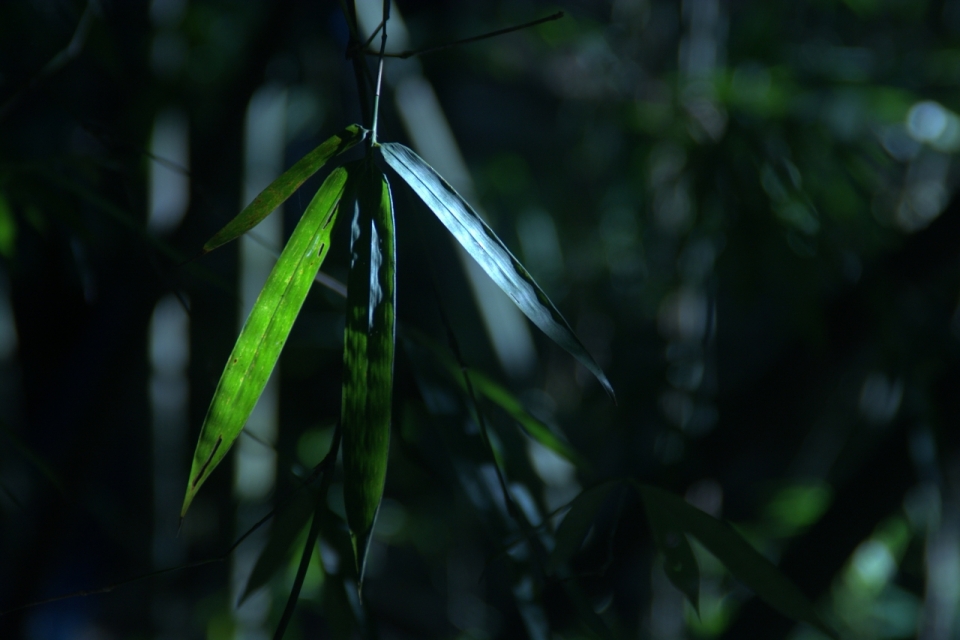 深夜竹林中竹叶特写摄影