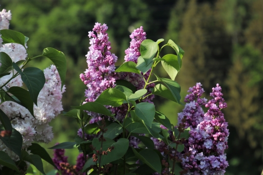 阳光户外自然紫色花朵绿色叶子植物