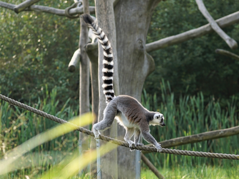 动物园中走在树间绳子上的环尾狐猴