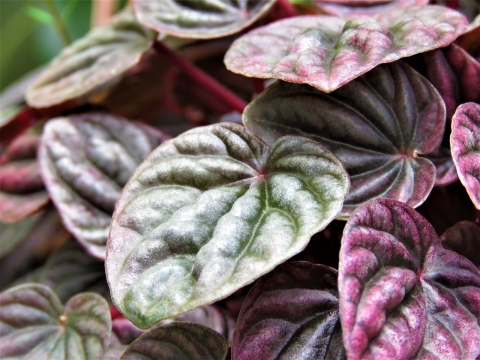 森林盛开肥厚紫色叶片植物特写