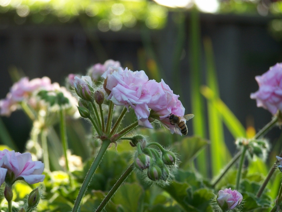 阳光户外自然粉色花朵植物上蜜蜂昆虫