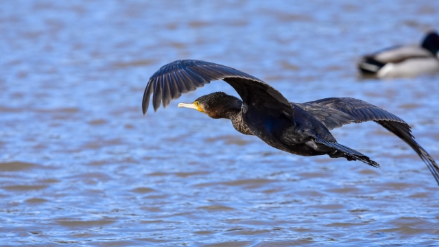 捕鱼能手鸬鹚自然风光优美风景高清桌面壁纸