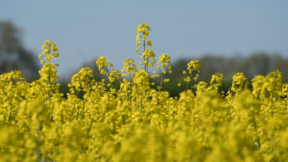 田园风光油菜花自然风光高清桌面壁纸