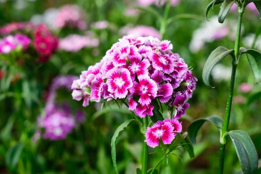虚化背景户外自然粉色花朵植物