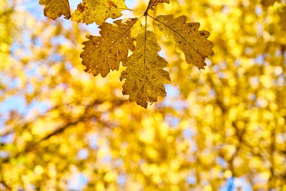 秋天森林树木金色树叶风光