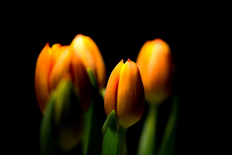 黑色背景灯光下橙色花朵自然郁金香植物