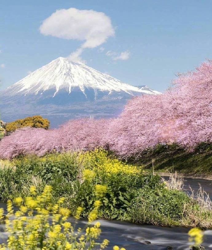 富士山下樱花图片
