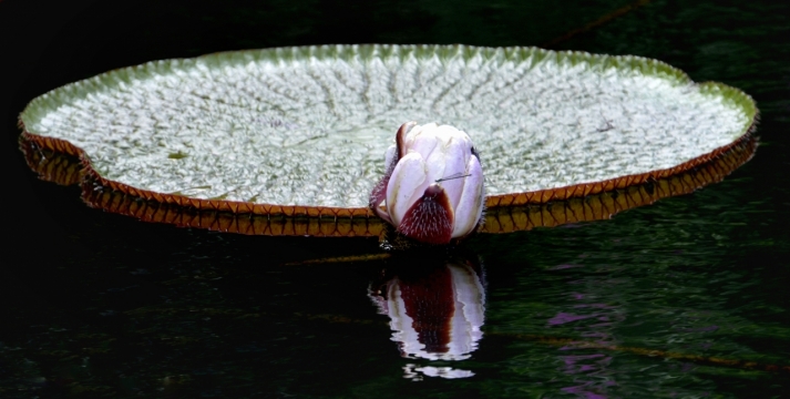 湖泊绿色叶子粉色花朵荷花植物
