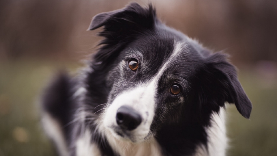 牧羊犬高清桌面壁纸图片