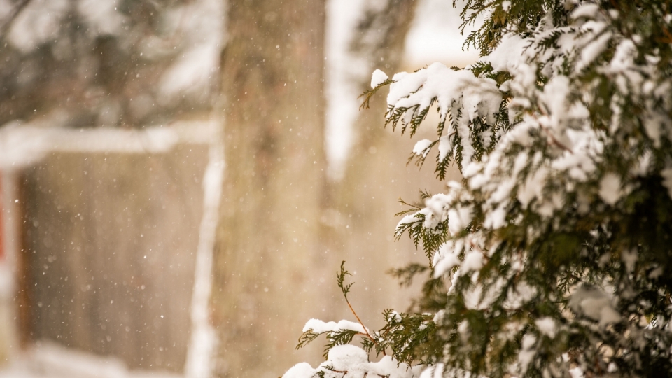 深冬飘落的雪花美景自然风光高清壁纸