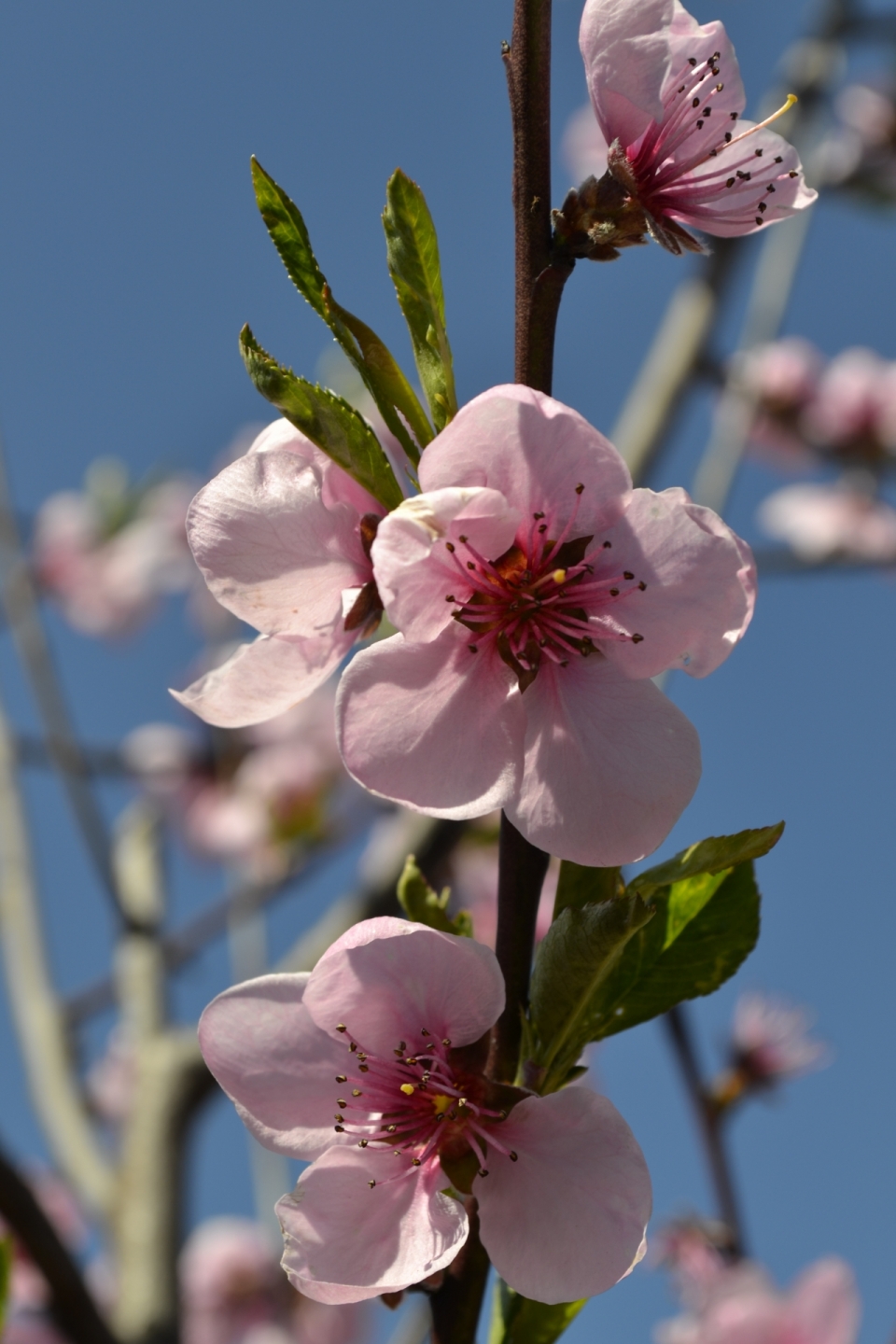 蓝色天空前自然绿色叶子粉色樱花花朵