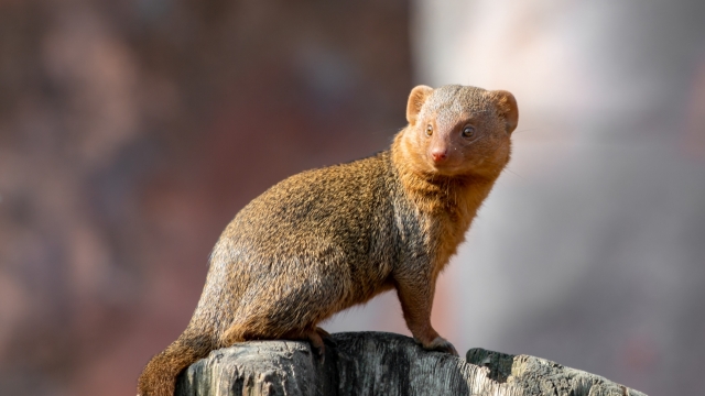 虚化背景户外木桩蹲坐可爱动物特写