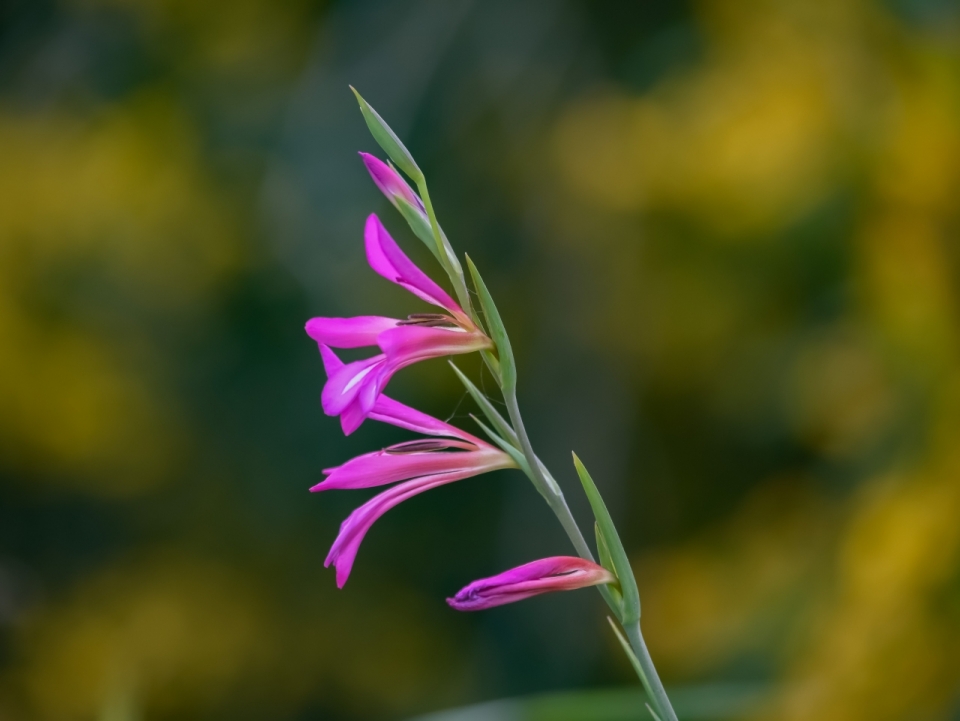 田野间盛开紫色花朵高清特写