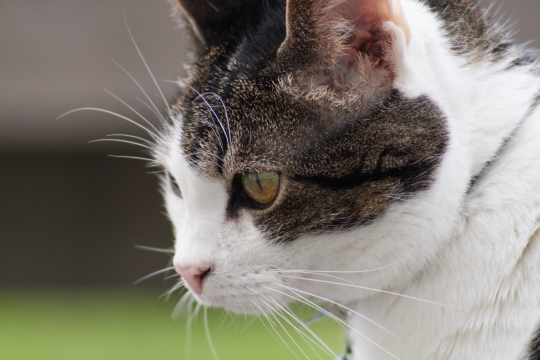 虚化背景户外黄色眼睛可爱宠物猫