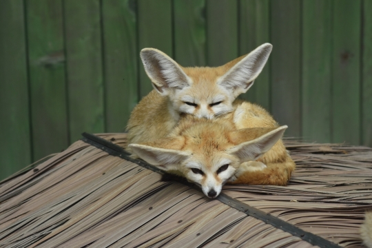 动物园室内屋顶攀爬阔耳狐可爱特写