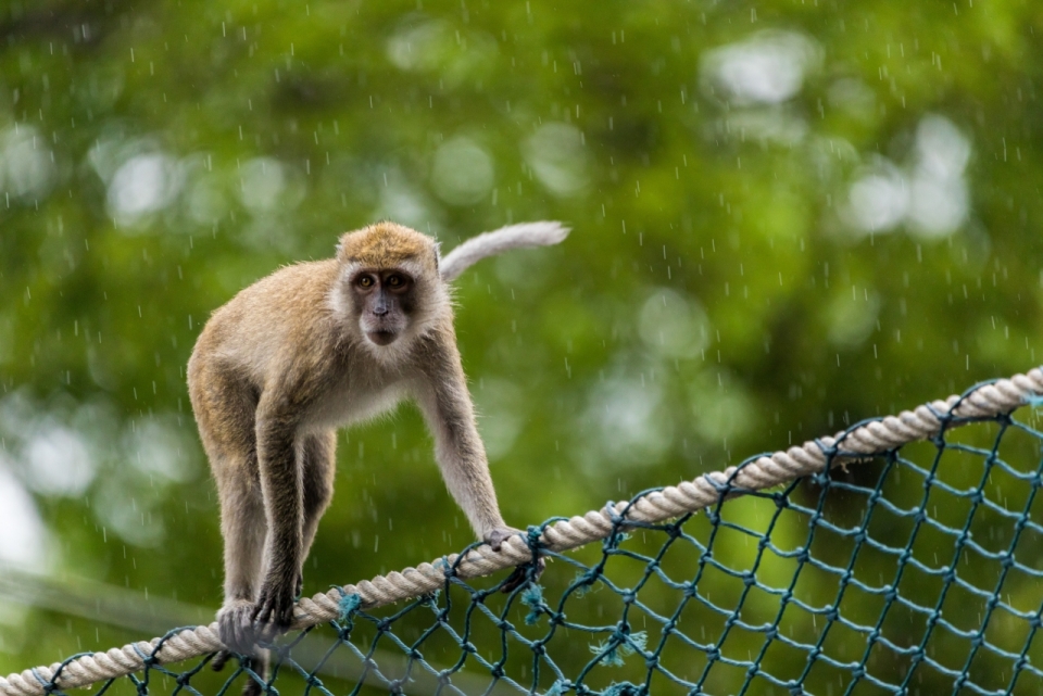雨中攀爬在绳网上的小金丝猴