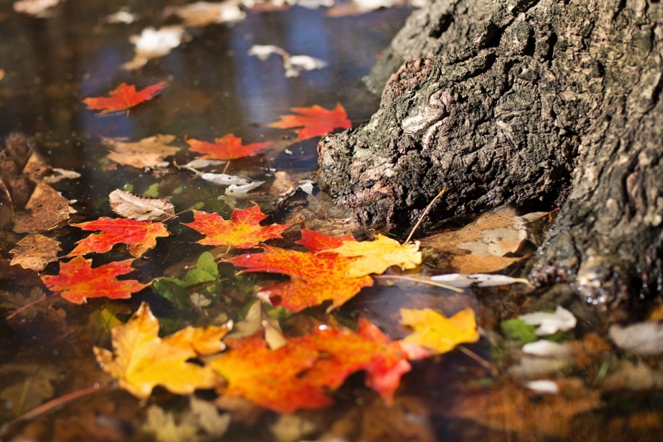 秋天湖面上树根边漂浮在水面的枫树叶
