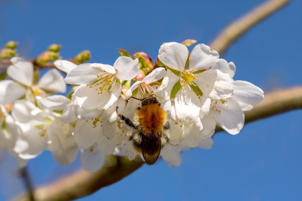 蓝色天空自然树木树枝白色花朵间蜜蜂