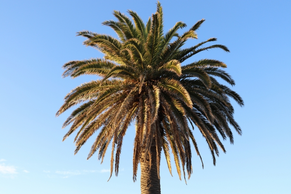 蓝色天空阳光户外海边自然棕榈树
