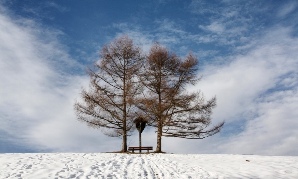 白色积雪覆盖山坡枯树风光美景