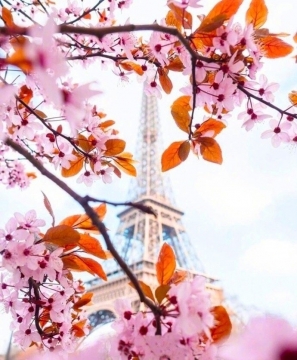 唯美风景春天的巴黎图片