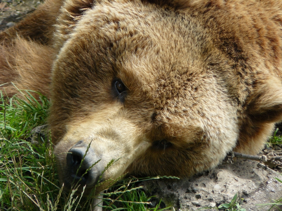 躺在草丛间休息的灰熊