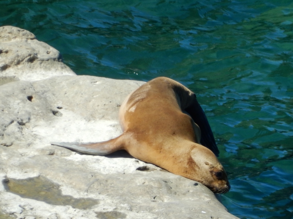 海岸边躺着的海狮摄影