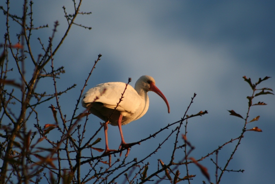 细小树枝上站立白色小鸟近景拍摄