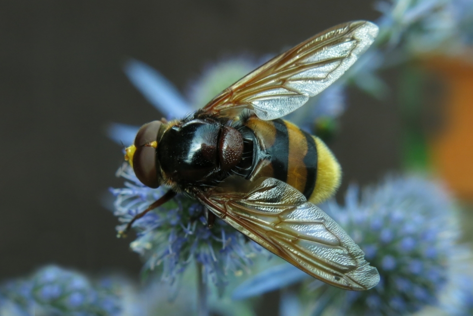 微距摄影_虚化背景户外自然植物上黄色蜜蜂