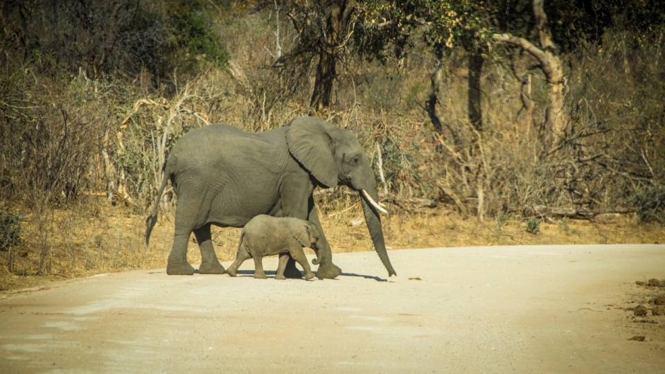 一大一小两头非洲大象过马路摄影